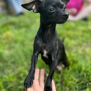 Meet your Posher, Samiya